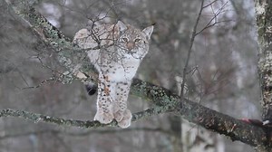10K views · 1K reactions | Our trio of northern lynx kittens have...