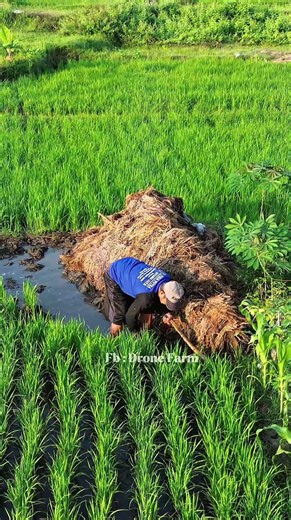 Simple & Effective Hand Tool for Soil Repair & Water Flow Management in Rice Paddy Fields