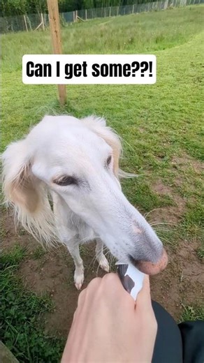 Two Salukis, ONE tube of liver paste and PERFECT manners ❤️ #dogshorts #saluki #dogsoftiktok