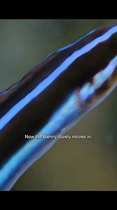 103K views · 1.5K reactions | Best cleaner is little wrasse #animals #wrasse #fish #lifeunderwater | Animal Documentary | Facebook