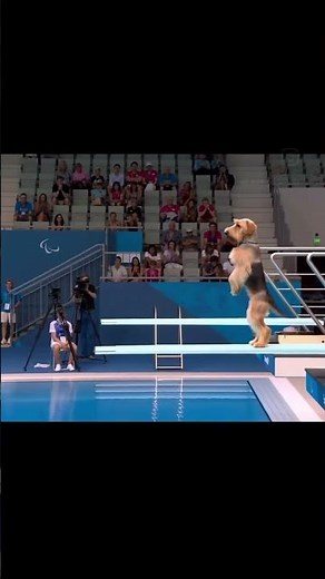 Dog Olympics diving off diving board. #funny #dog #dogolympics