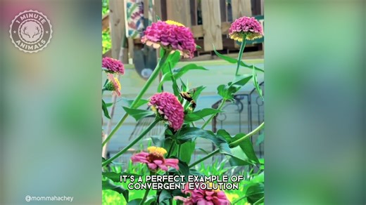 Hummingbird Moth 🦋 This is NOT a Hummingbird! It hovers, darts, and feeds just like a hummingbird. But it’s actually a moth flying in daylight. #wildlife #nature #animalfacts #1minuteanimals | 1 Minute Animals