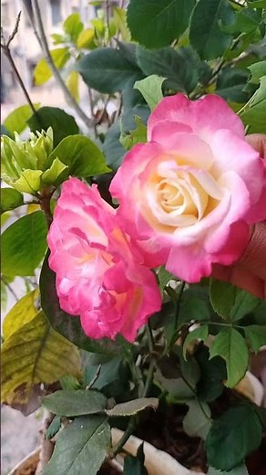डबल डिलाइट रोज!Double delight rose
