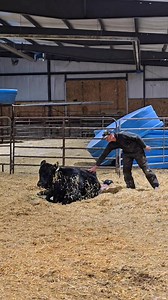 Helping this heifer have her first calf. The process can be pretty confusing the first time for them. #animals #cow #baby #farmlife | 1HandnFarming