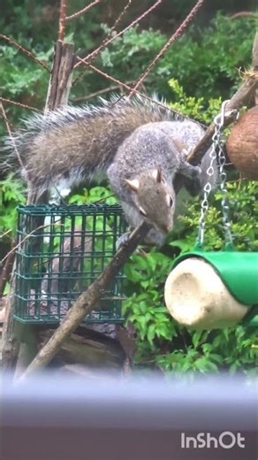 If Augustus Gloop was a squirrel.