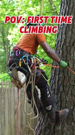 Tree Climbing 101: Gear & safety