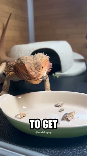 “The Girl vs. The Cockroaches”#shortsfeed