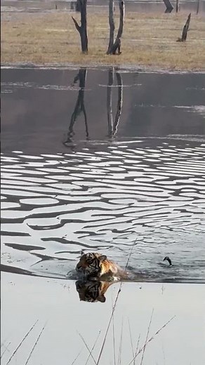 Tiger swimming in water
