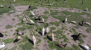 Indian Runner Ducks Running Stock Footage Video (100% Royalty-free) 23447368 | Shutterstock