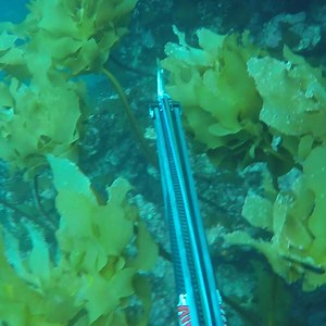 Spearfishing Underwater Forrest | Ryan Myers