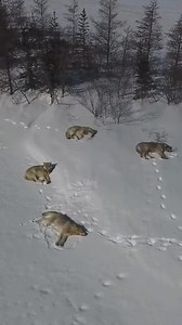 Why are these wolves sleeping??? Two possible reasons… I came across the pack back in these snowdrifts about a km from a fresh moosekill. You can see Maniway, the mom, looking around (left) and her mate Mestakaya (top) along with Cipay (bottom) and Miton (right), two juveniles. This was taken in March a week after Maniway bred. Prior to that, Mestakaya and Maniway would sleep either back-to-back or with one of their heads resting across the back of the other. They were almost always touching. Af