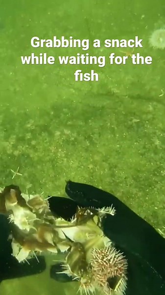 Doesn't get fresher than this #seaurchin #spearfishing #freediving