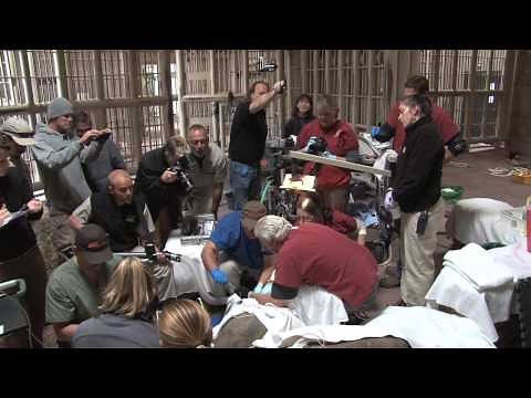 Elephant Emanti Undergoes Tusk Removal Procedure