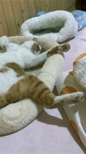 Sleep funny Cat's #viralvideo