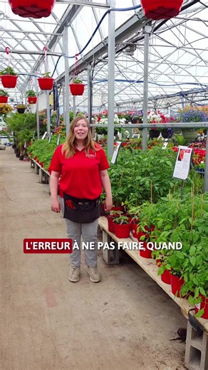 Ne fais JAMAIS ça avec tes tomates ! 🛑🌱 Si tu veux des plants vigoureux et résistants aux chocs hydriques, le secret c'est de creuser PLUS LOIN. Coupe les feuilles du bas, enterre la tige, et laisse la magie opérer. 🧠✨ Abonne-toi pour ne rien manquer de la saison des récoltes ! 🧑‍🌾 #tomates #astucepotager #jardinage #potager #fyp