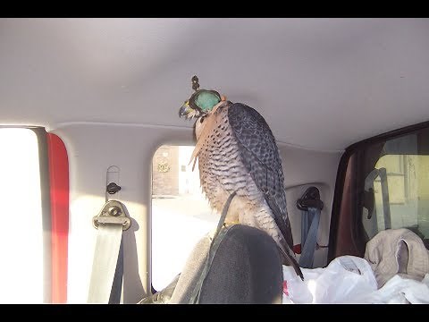 Falconry: Hooding VS hood training
