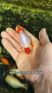 I Found a Rare Tancho Goldfish Stunning Red Cap Beauty