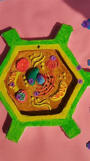 plant cell 👌 project model 👍