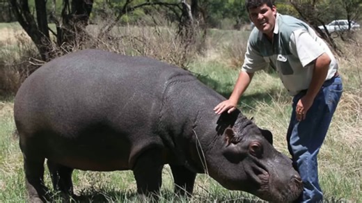 This hippo started eating its owner - and people just watched