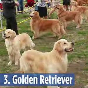 248K views · 13 reactions | The Labrador Retriever is the top dog...