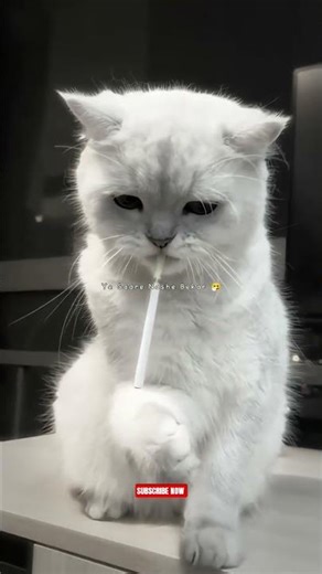 Pal Pal ~ Talwinder || (Slowed+Reverb) Lyrics Status || #lyrics #edit