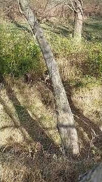 Ear Tagged Buck checking in - year 2 (3 year old) #bowhunting #growingdeer #deer