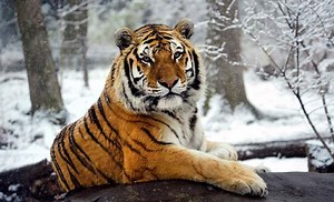 Anxious? Blame the Predators in Your Primate Family History.