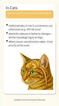 What is hydrocephalus?