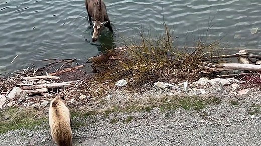 Mother Moose Chases off Grizzly Bear
