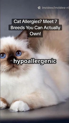 7 Hypoallergenic Cats for People Who Are Allergic But Love Felines. #allergyfriendlycats