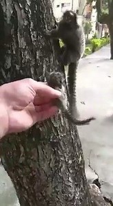 648K views · 17K reactions | Devolvendo um filhote de sagui (Callithrix jacchus) à sua mãe. Um momento de aquecer o coração. Siga-nos no Instagram: https://www.instagram.com/etosocio/ Autoria: https://www.facebook.com/igor.venancio.338 | Etologia & Sociobiologia | Facebook