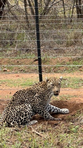 9.5K views · 27K reactions | Nkelekele's Risky Road Crossing...