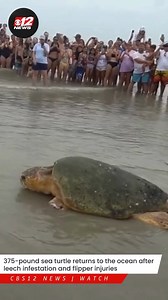 32K views · 1.8K reactions | SEA TURTLE RELEASE | After three months of rehabilitation, Bubba the 375-pound sea turtle was released back into the ocean.  READ MORE: https://bit.ly/3WjggiT | CBS 12 News | Facebook