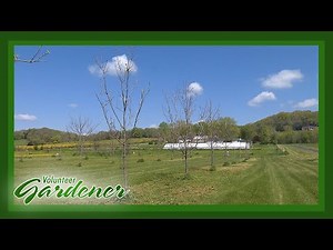 Growing Pecans | Volunteer Gardener