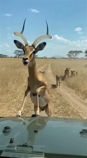 Deer's Insane Escape Lands on Safari Jeep!