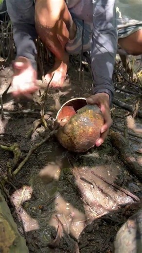 Catching Mud Crabs Using an Empty Coconut Shell! 🦀🥥
