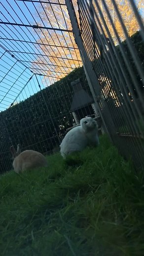 🐰✨#kaninchenlove #kaninchen #zwergwidder #viral #foryou #fyp #fy #kaninchenliebe #machmichfame