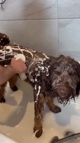 Essential dog grooming techniques for beginners