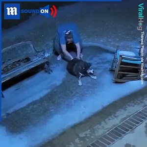 781K views · 10K reactions | This old dog needs his owner to push him off a patch of ice! 流梁 via ViralHog | Daily Mail Video | Facebook