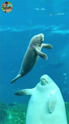 The seal that sleeps under the sea #didyouknow #funfacts