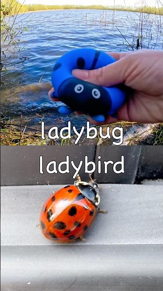 Toy Learning Fun | Kids Learn Bug Insect Names at the Lake: Ladybug Rhino Beetle Slug Stag Beetle