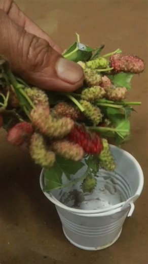 DIY Mini Tractor Fruit Farming Project #shorts