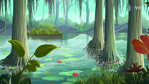 Aquatic Biomes - Ecosystems: Interactions, Energy, and Dynamics - JoVE K12