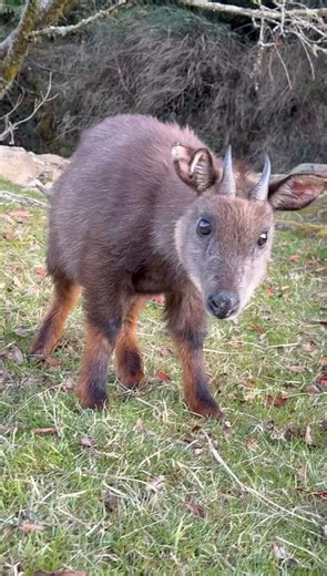 A rare sighting of a serow, an elusive animal more closely related to goats than deer