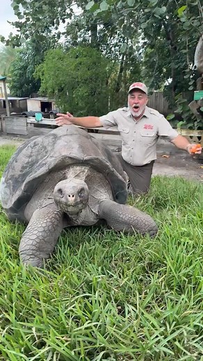 Professor coming through🙌 He’s a 108 years old Galapagos tortoise and he is huge😳 The professor has been on this planet for a very long time and he is Galapagos Island Tortoise which are actually the largest tortoises on the planet🤯 They are living dinosaurs of our planet and some can weigh over 600 lbs and reach ages of over 150 years old😳! | Jayprehistoricpets