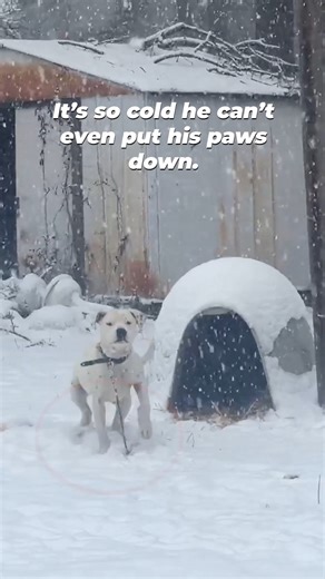 PETA on Instagram: "Freezing, alone, and chained to a plastic doghouse 💔 Domino’s chance of surviving the winter was dropping with every snowfall. But our team shows up in all weather extremes to give dogs like Domino a fighting chance. Chaining MUST be banned 🔗 in bio."