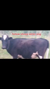 7780992114 Asalamualaikum hope all friends are fine. 2 months Ai injected Hiefer Is looking for new home at GANDERBAL. Mother records 20 ltr milk Call him for more details 7780992114. @topfans #heifer #video #post Follow sheep seller ang For ADD PROMOTION CONTACT 77808 37312 Thanks to all brothers who support 🙏 ❤️ 💙 💕 | sheep seller ang