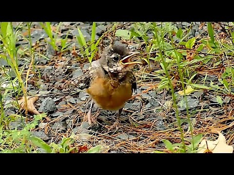 Update: American Robin Nestling Becomes a Fledgling! ; First Day Out of Nest; Turdus migratorius