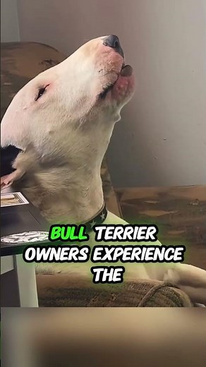 🐾 Bull Terrier: the hidden reason they always make you laugh 🐶🥚❤️ #bullterrier #dogshorts
