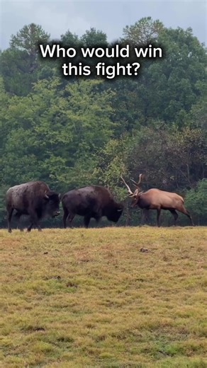 Elk vs Bison #bison #elk #animal